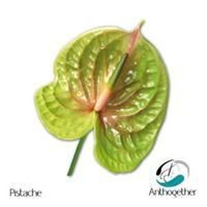 ANTHU PISTACHE 50 X10